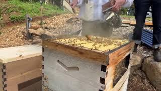 How to split your hive �