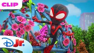 The Flight of Butterflies  | Spidey and His Amazing Friends ️ | Disney Jr. MENA