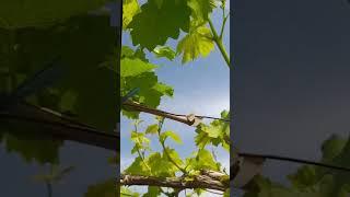 grape garden #shorts #grapefruit #grapes #grape