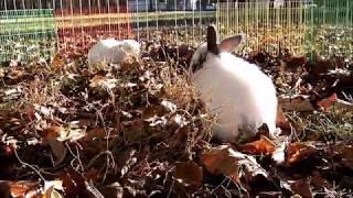 Holland Lop babies! Sparky, Panda, Oreo & Cream Puff 11-26-17