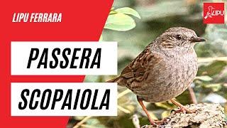 Lipu Ferrara - Passera scopaiola