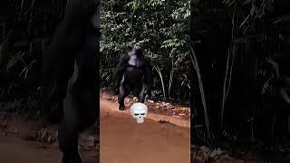 Animals with unlimited AURA  #funny