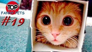 5 МИНУТ СМЕХА, ПРИКОЛЫ 2019, ТОП СМЕШНЫХ ВИДЕО С КОТАМИ/Смешные животные/TOP FUNNY PETS #19