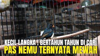 BERTAHUN TAHUN CARI BURUNG IMPORT KECIL LANGKA SEPERTI INI GAK DAPET ! PAS NEMU TERNYATA MEWAH