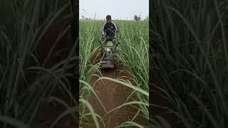 Power weeder l power tiller in sugarcane field demo video