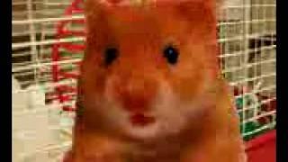 Harry the hamster by K9oggy