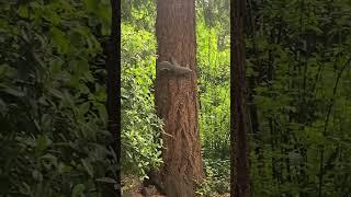 Power Breakfast for the Squirrel Tribe #funny