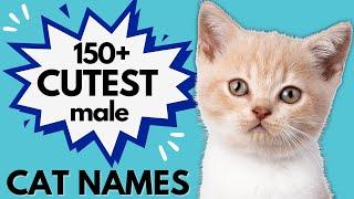 150+ CUTE Male Kitten Names | Male Cat Names | Boy Kitten Name Ideas