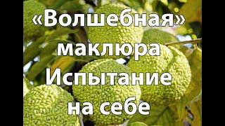 Маклюра 1 часть