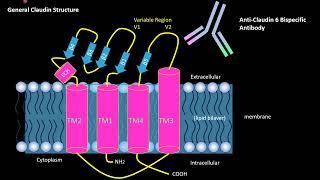 Molecular Dynamic Simulations of Claudin 6 Antigen Antibody Complex