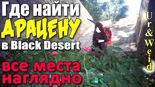 Где Найти Драцену в Black Desert: все места - удобно и наглядно/ Everlasting herb - all locations