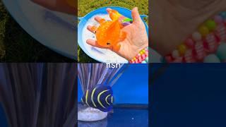 Kids Learn | Sea Animal Names: Eel Crab Japanese Spider Crab Fish Swordfish #SummerOnShorts