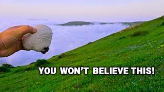 I Found Rare Mushrooms in the Wild Mountains… You Won’t Believe How They Taste!