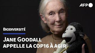 Jane Goodall exhorte à "l'action" avant la COP16 biodiversité | AFP