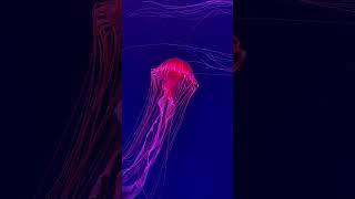 Jellyfish #jellyfish #fish