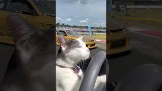 Cat drift king #meme #cat #drift