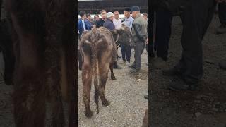  ВОЙ БЕЧОРА  ТОЛИГ ВИДЕО ️️