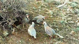 Partridge hunting Keklik avi Охота кеклики Chukar avi Шикори кабк Keklik sesi شکار کبک Kabk shikar