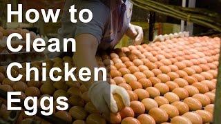 How to Clean Chicken Eggs