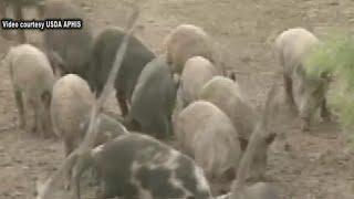 Feral swine: Oregon agriculture’s non-native invaders