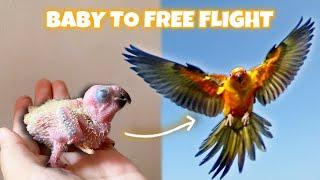 BABY TO FREE FLIGHT SUN CONURE!