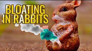 BLOATING IN RABBITS... prevention and cure