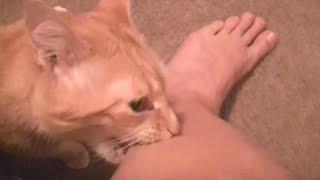 Angry cats videos compilation - try not to laugh videos