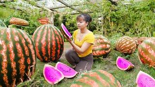 Harvesting Watermelon Goes To Market Sell - Cooking | Phuong Daily Harvesting