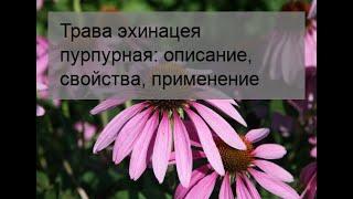 Трава эхинацея пурпурная: описание, свойства, применение