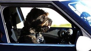 Dog drives car without aid on live television