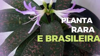 Conheça uma planta linda muito rara e Brasileira.