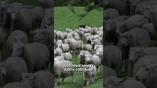 Почему собаки — отличные пастухи