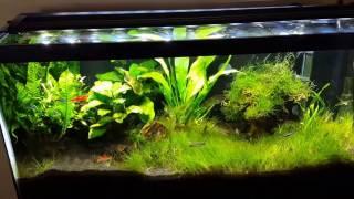 Peace of mind. Freshwater aquarium