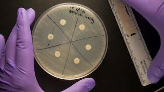 ID Laboratory Videos: Antibiotic susceptibility testing