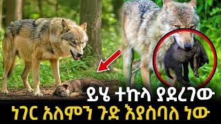 ይሄ ተኩላ ያደረገው ልብ የሚነካ ድርጊት የሰው ልጅ እራሱ አያደርገውም