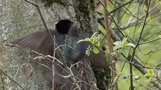 2022.05.18 Гнездо скворцов #1 / Starling nest #1