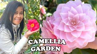 The Best Camellia Garden I've Ever Seen! | Filoli Gardens Camellia Collection