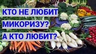 Растения и биоудобрения: БЕШЕНОЕ удобрение и БАРМАТУХА.