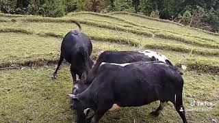 Goru fighting in nepal funny video Rural Life of Nepal