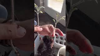GROWING TOMATOES #gardening #homestead #growyourownfood #growingtomatoes