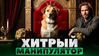 Как собаки манипулируют своими хозяевами.  Как бороться с собачьим абьюзом? #собака #прособак