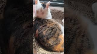 #575-花咪嚕每日紀錄 2024-11-27 #毛孩 #cat #dailyvlog #三花貓