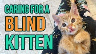 Fostering a Blind Kitten (5 Tips!)