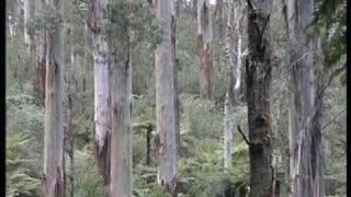 Tarra Bulga National Park Gippsland Victoria Australia