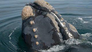 The Endangered Giants: The Story of the North Pacific Right Whale