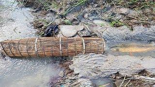 Traditional Khmer Fishing-How To Catch A Lot Of Fish At Rice Field By Traditional Fish Trap