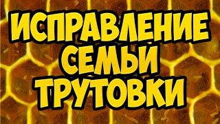 Ошибки пчеловода. Исправление семьи трутовки. Как исправить семью трутовку.