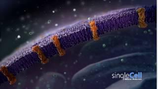 Membrane Animation | Single Cell Animation