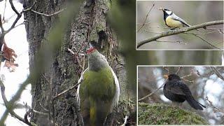 Dzięcioł zielonosiwy Green-nosed woodpecker * Obserwacje ptaków 2023