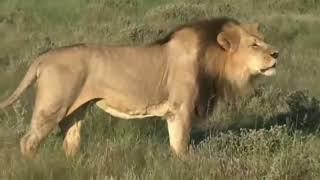 Lion's mane protect lion's neck from the rival's assault.. Is it myth or truth???